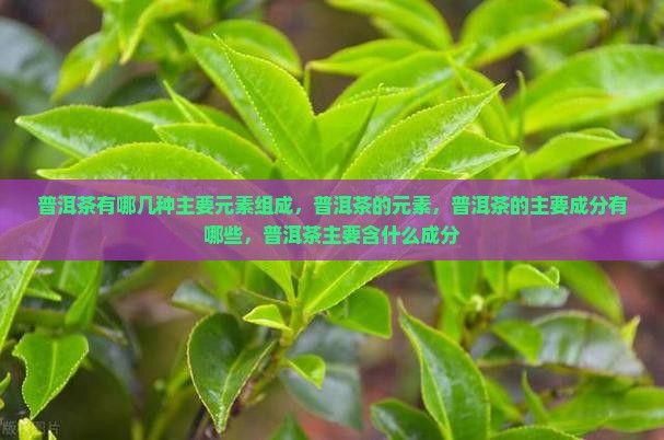 普洱茶有哪几种主要元素