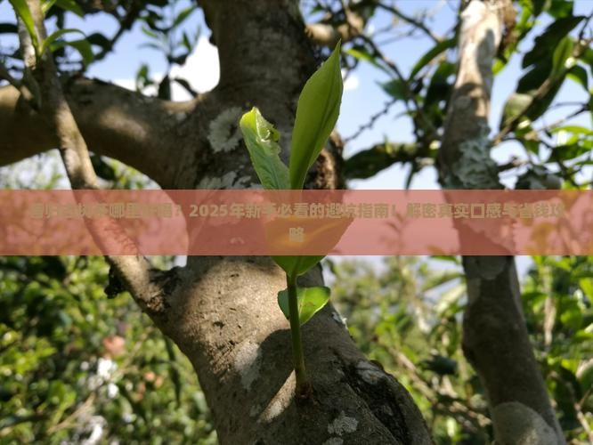 昔归古树茶哪里好喝