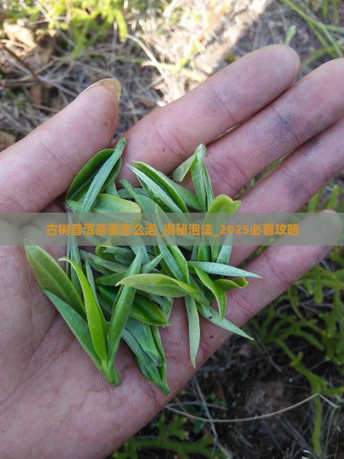 古树普洱茶要怎么泡
