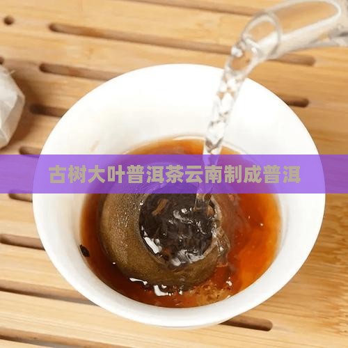 古树繁华普洱茶
