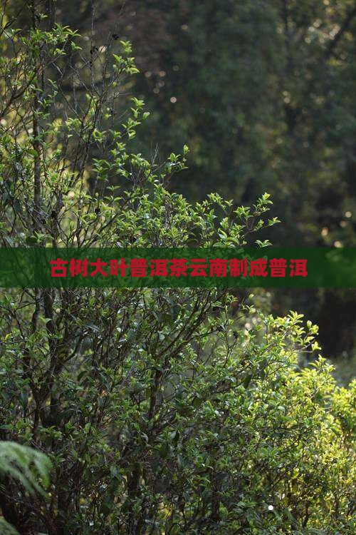 古树繁华普洱茶