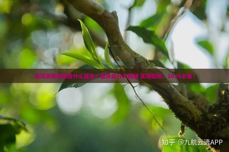 普洱茶含有什么营养成分 普洱茶含有什么营养成分