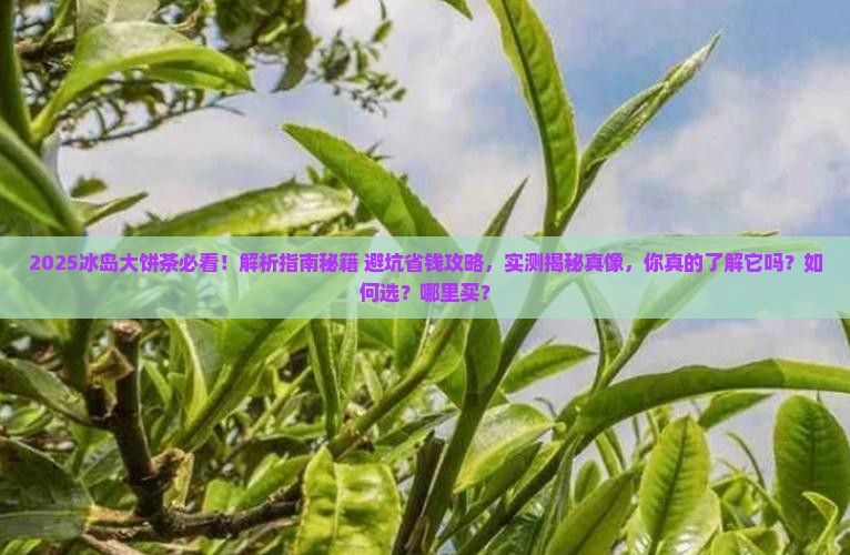 珍好冰岛大饼茶