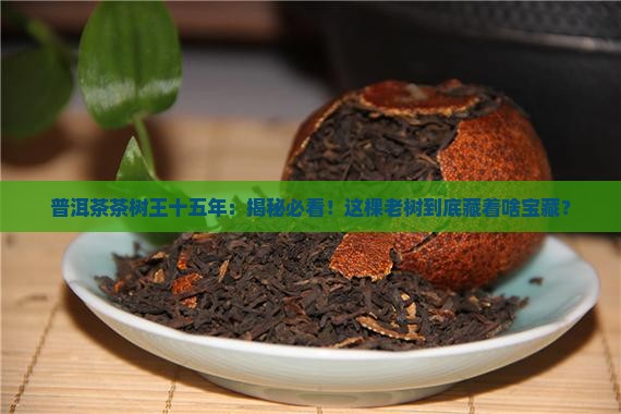 普洱茶茶树王十五年