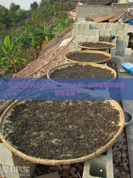 普洱茶茶树王十五年
