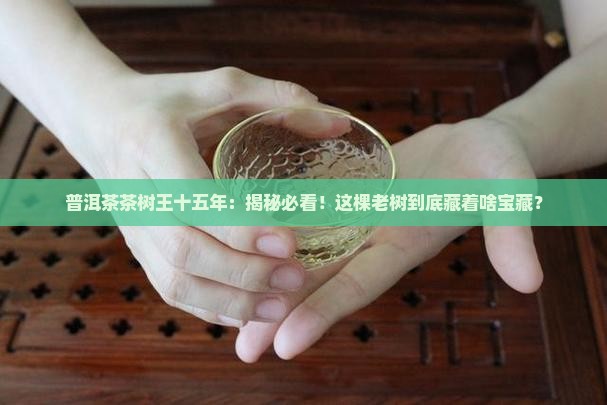 普洱茶茶树王十五年