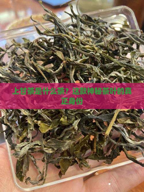 上甘茶是什么茶