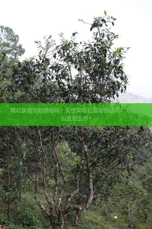 喝红茶能引起便秘吗