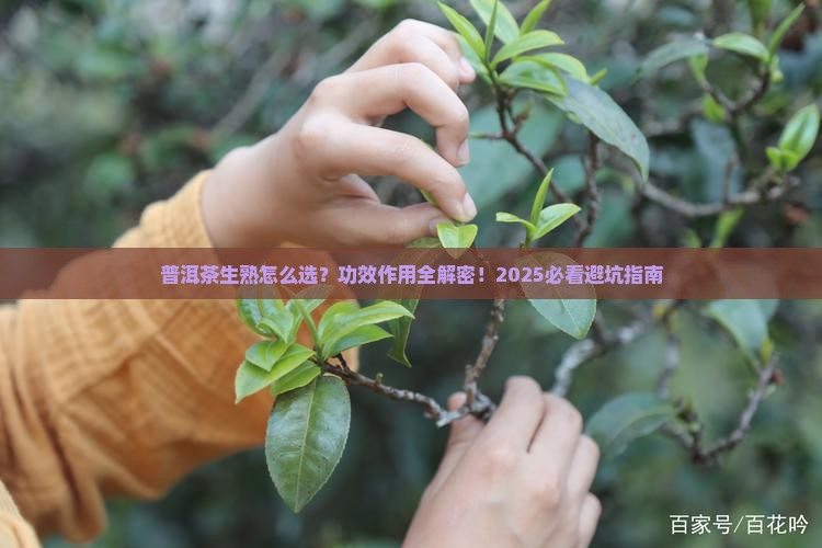 普洱茶的功效与作用生熟