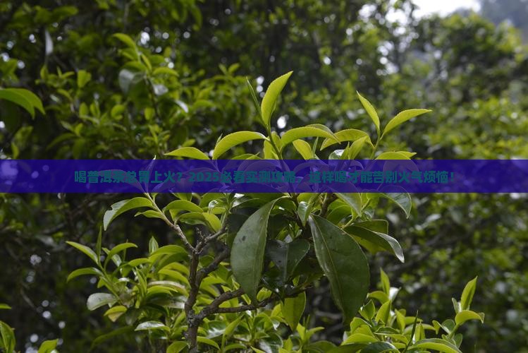 喝普洱茶胃上火 喝普洱茶胃上火