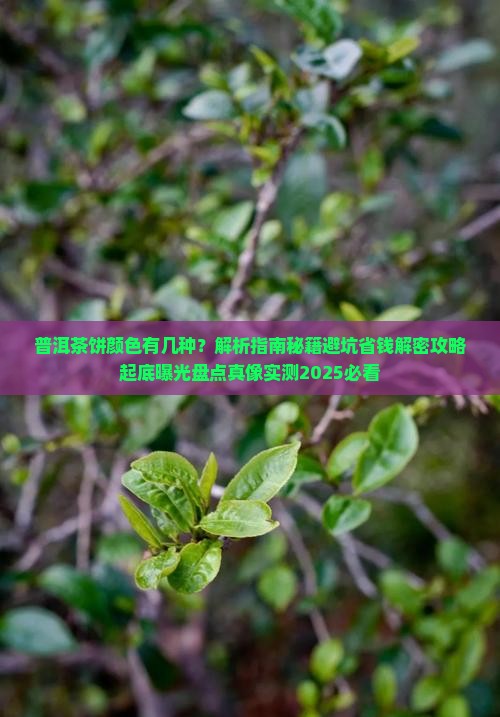 普洱茶的茶饼颜色有几种