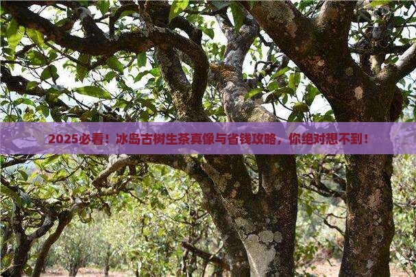 2017年冰岛古树生茶
