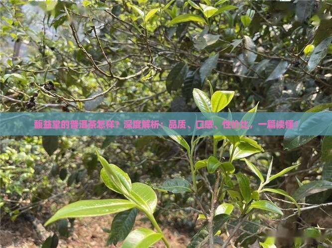 馥益堂的普洱茶怎样