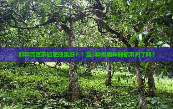 那种普洱茶减肥效果好