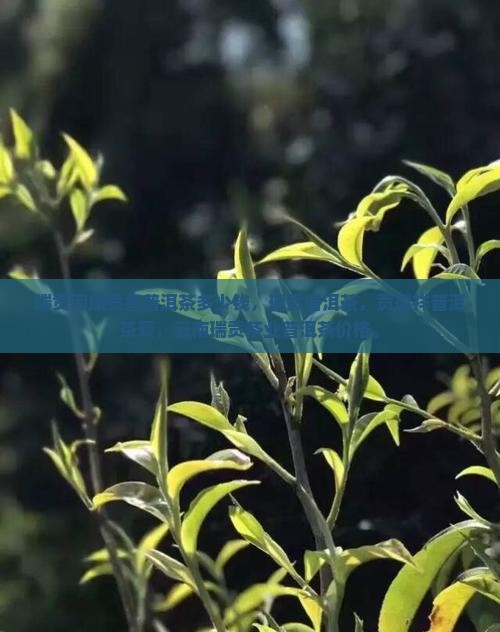 瑞贡同康贡皇普洱茶多少钱