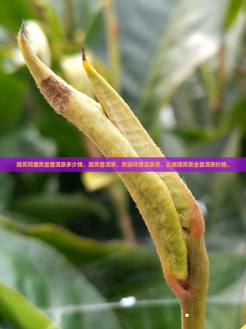 瑞贡同康贡皇普洱茶多少钱
