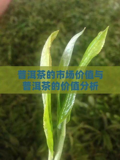 普洱茶的市场价值