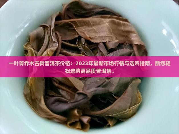 一叶菁乔木古树普洱茶价格