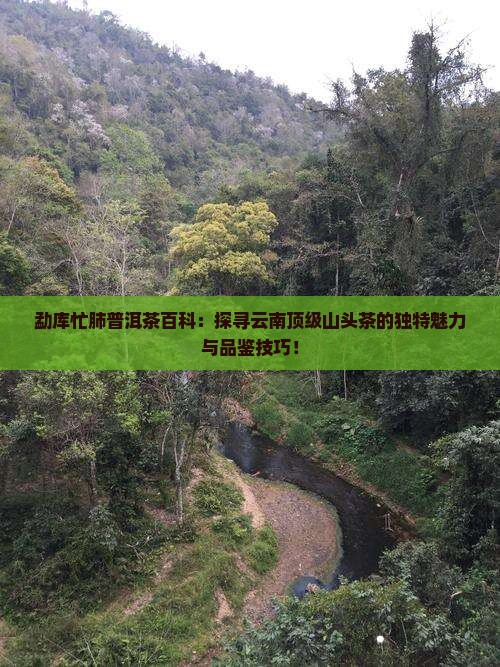 勐库忙肺普洱茶百科