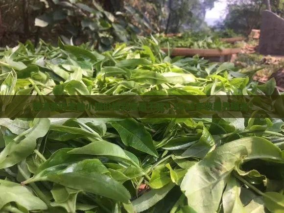 晚清茶叶末釉小罐价格 晚清茶叶末釉小罐价格
