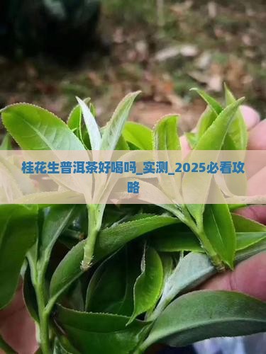 桂花生普洱茶好喝吗