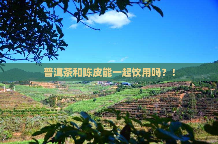 普洱茶和陈皮能一起饮用吗