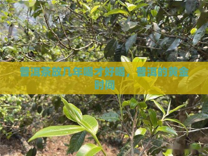 普洱茶放几年喝合适