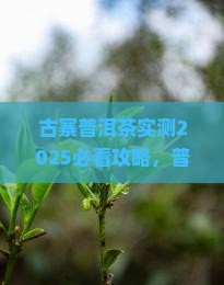 上岗古寨普洱茶