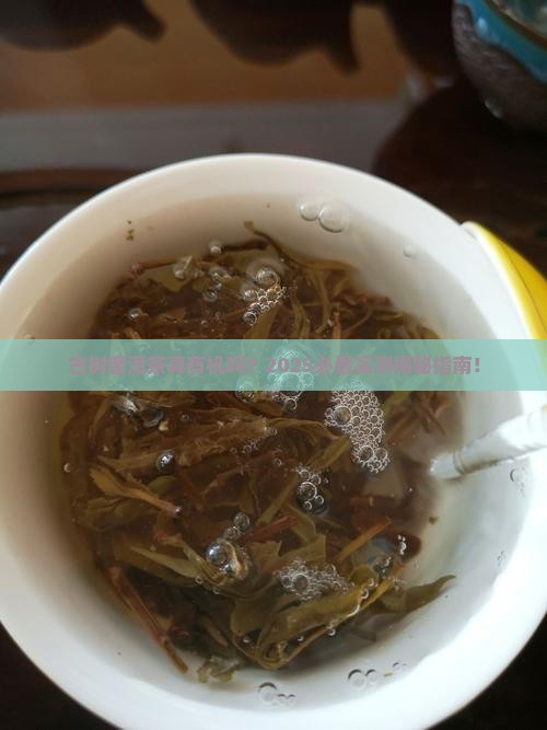 古树普洱茶是有机茶吗