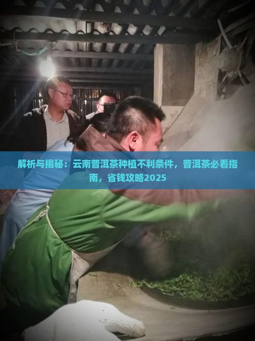 云南普洱茶种植不利条件