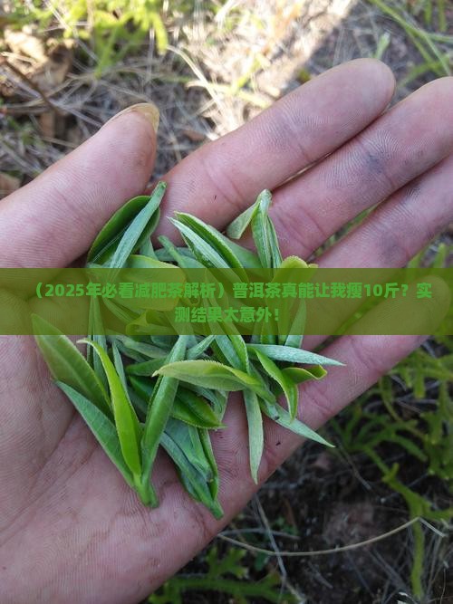 普洱茶是减肥茶么
