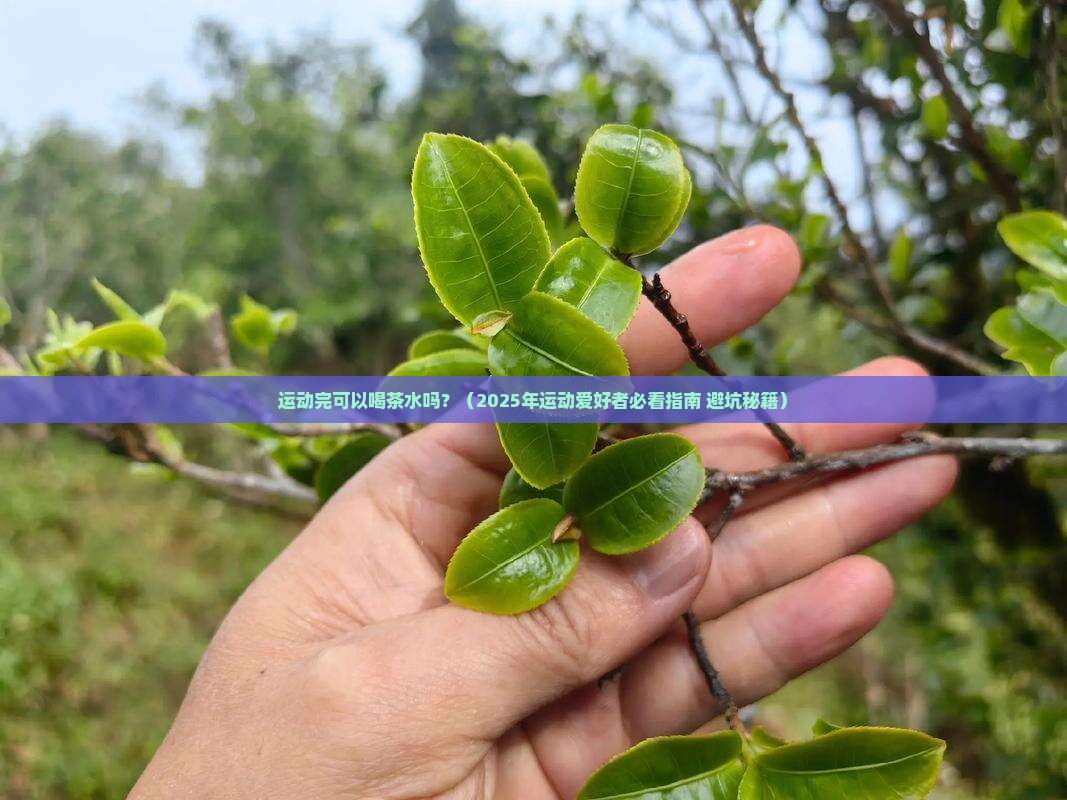 运动完可以喝茶水吗