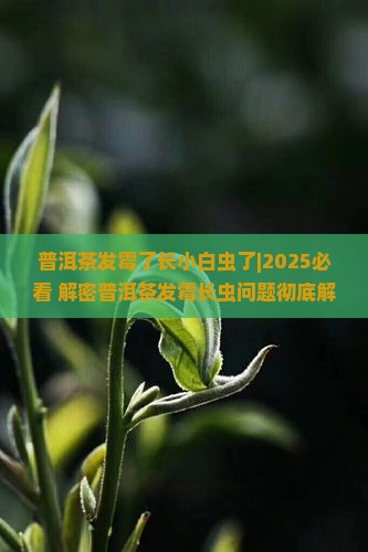普洱茶发霉了长小白虫了