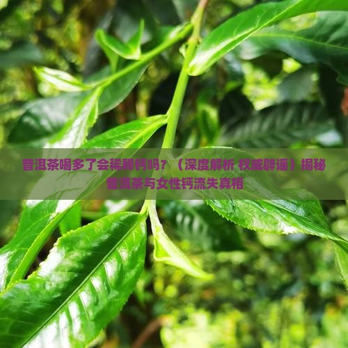 普洱茶喝多了会稀释钙吗