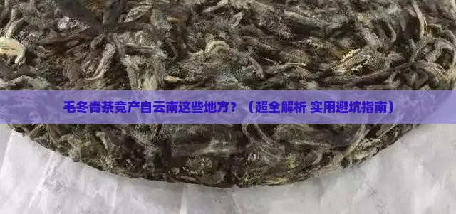 毛冬青茶产地云南哪里