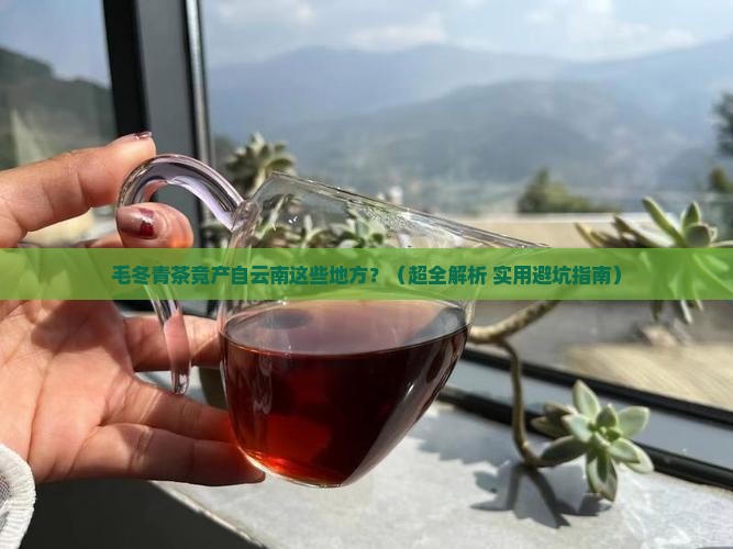 毛冬青茶产地云南哪里