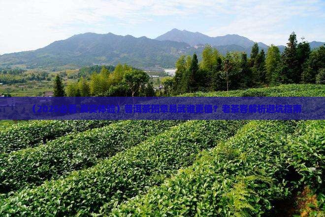云南普洱茶班章为王易武为后 云南普洱茶班章为王易武为后