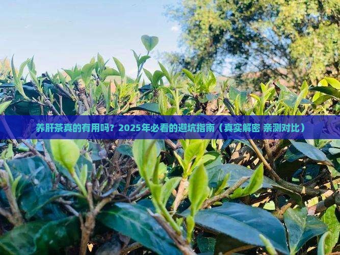 市面上的养肝茶有没有用