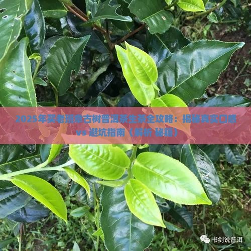 买老班章古树普洱茶生茶