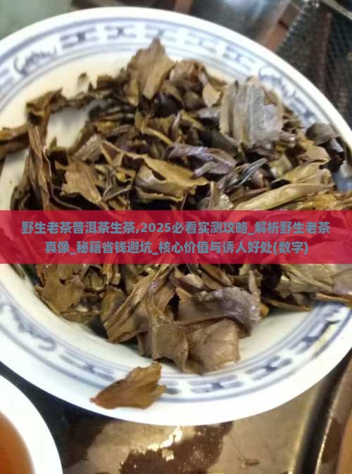 野生老茶普洱茶生茶