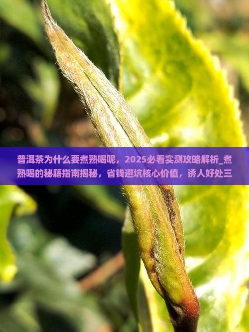 普洱茶为什么要煮熟喝呢