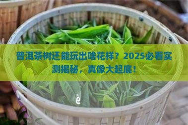 普洱茶的树可以做什么