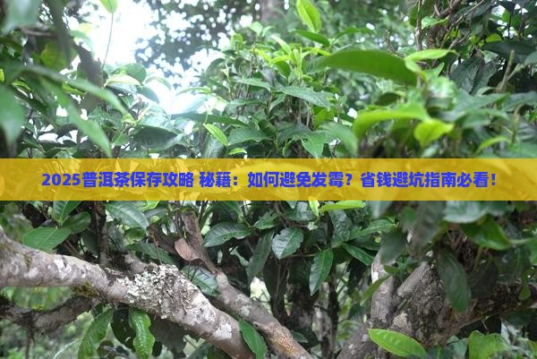 普洱茶怎么保存不发霉
