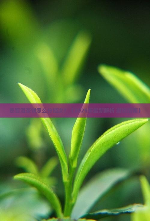 熟普洱茶饼区分档次