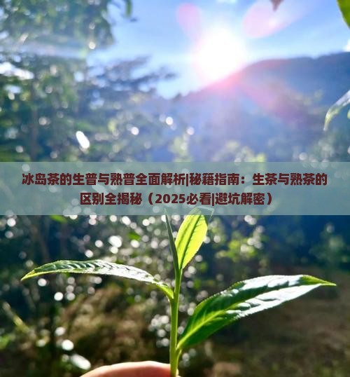 冰岛茶的生普与熟普