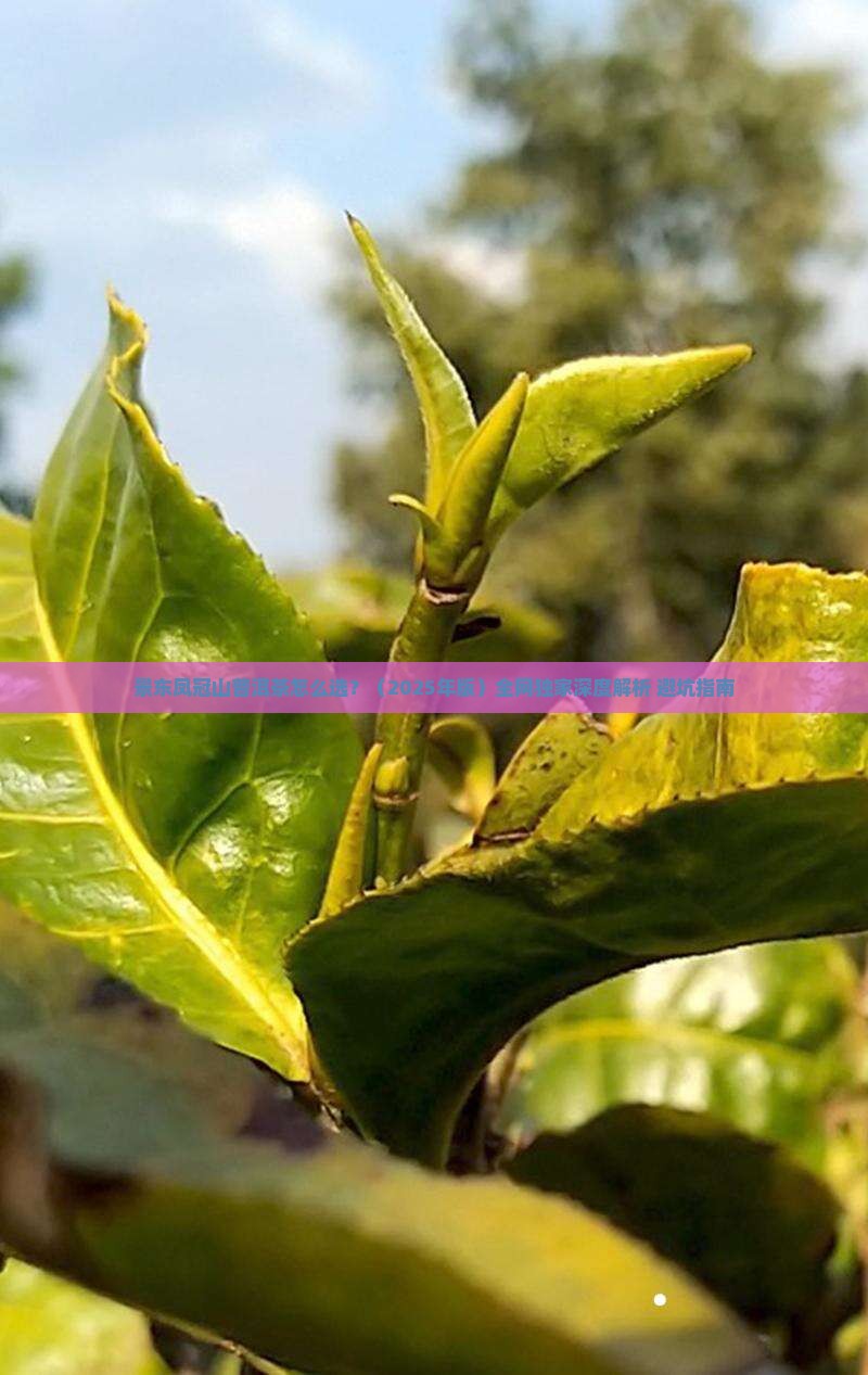景东凤冠山普洱茶