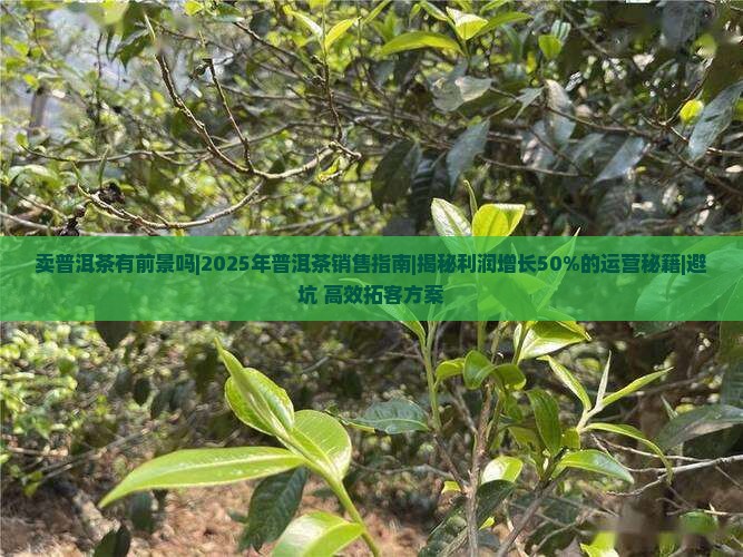 卖普洱茶有前景吗