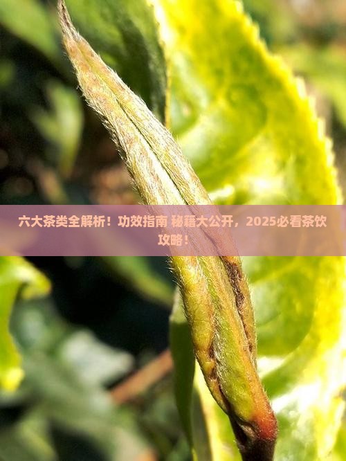 六大茶类的特点及功效 六大茶类的特点及功效