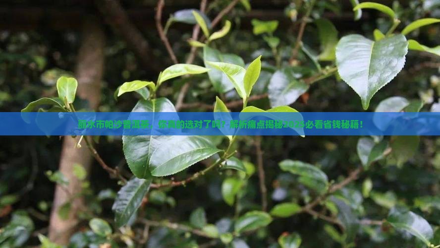 丽水市帕沙普洱茶
