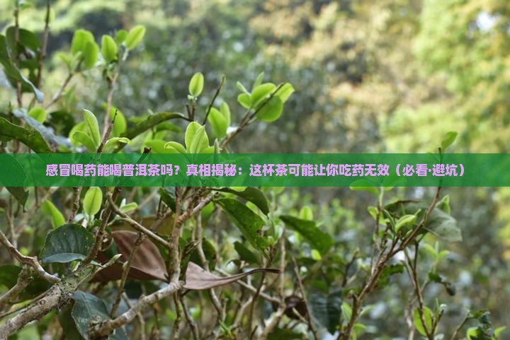 感冒喝药能喝普洱茶吗